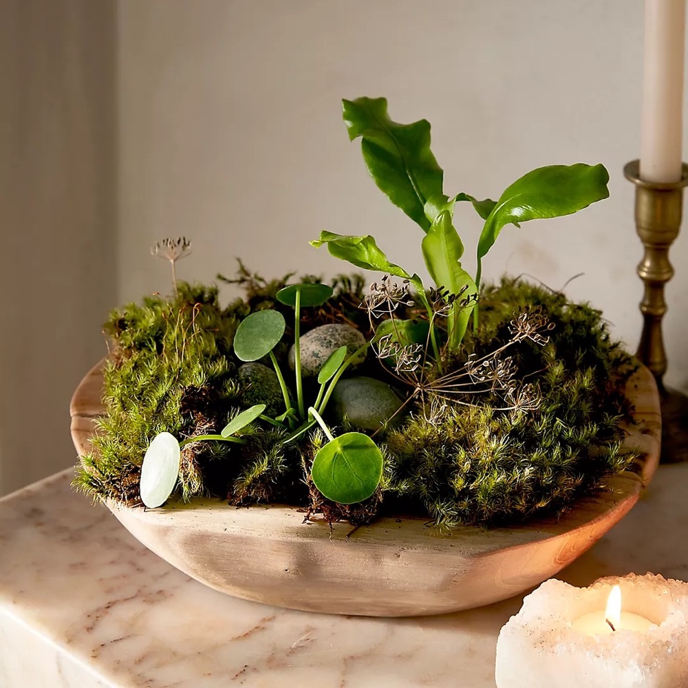 New🌟Anthropologie-Teak Root Round Bowl Planter, 16" - Picture 4 of 13